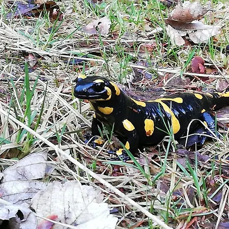 Da Tizzi * Trahutten