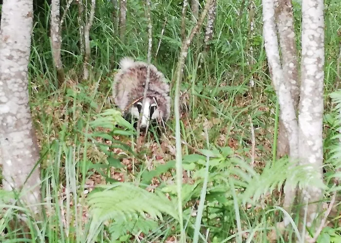 Da Tizzi Apartment Trahutten
