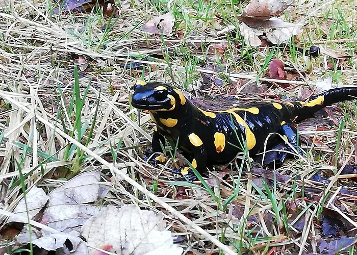 Da Tizzi * Trahutten